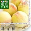 ���������黺��ľ�� JA����ι񲬻� ���Ҥ�������ȹ� �������� �Ľ��ʾ� ��2���� (5�̤���9��) ����̵�� �� ��� ��� �ԡ��� ���渵 ���ե�