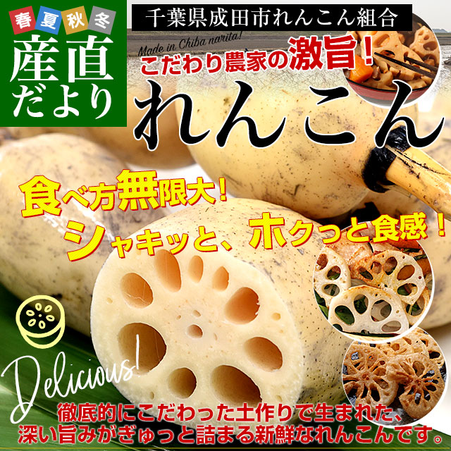千葉県から産地直送 千葉県成田市れんこん組合「れんこん」 約2キロ M