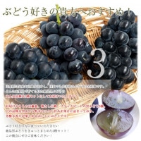 山梨3種詰合せセット　（もも、プラム、ぶどう）約3ｋｇ 山梨県産 JAフルーツ山梨 黒ぶどう3種セット 約1.4キロ