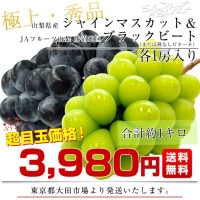 本日もきたーーーー‼️数量限定‼️バツグンビックシャインマスカット3房6980円/ ✨ウインク✨ バイオレットキング、ブラックシャイン、マイ