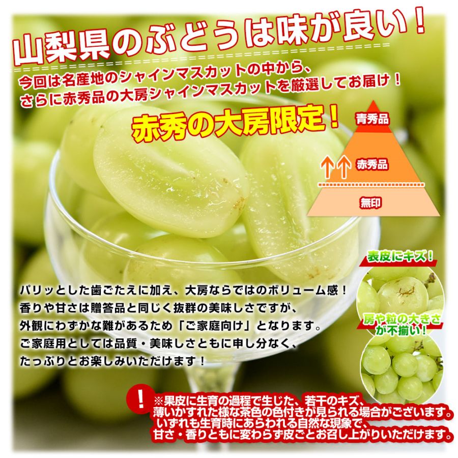 山梨県産 大房シャインマスカット ご家庭向け・赤秀品 1.1キロから1.2