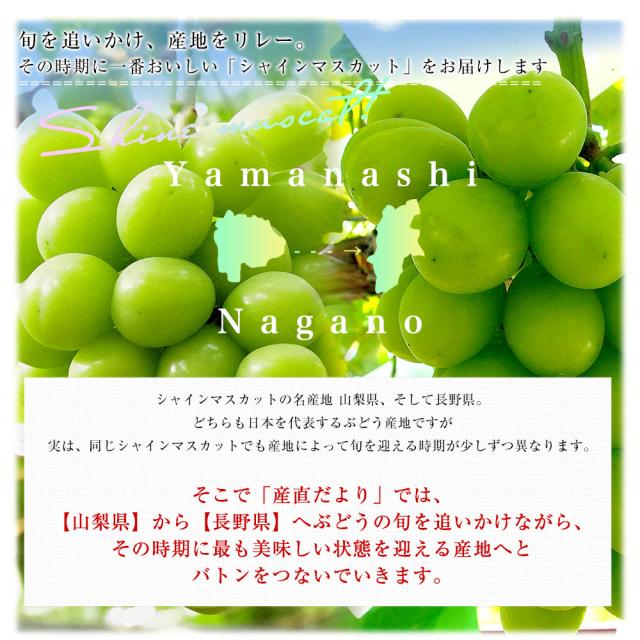 長野県産シャインマスカット たっぷり1.1キロ以上（大房2房）送料無料