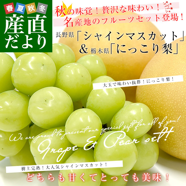 Ĺ ֥㥤ޥåȡ 1˼(500g)ڸ ֤ˤä 2(1) å ̵ ֤ɤ ʤ 