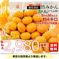 熊本県 JAたまな 糖度選抜 旨みかん(早生品種) 約4キロ SからMサイズ