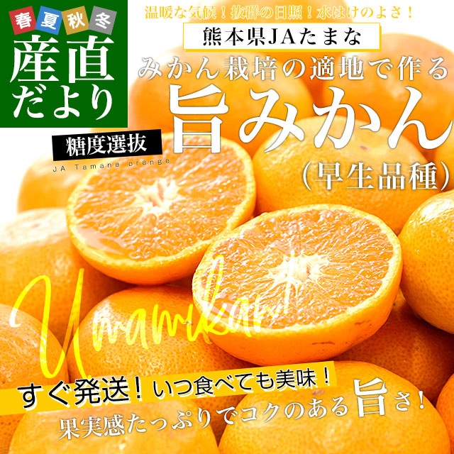 熊本県 JAたまな 糖度選抜 旨みかん(早生品種) 約4キロ SからMサイズ