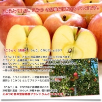 青森産 JA津軽みらい こうとく（高徳） 約1.8キロ (8玉から9玉