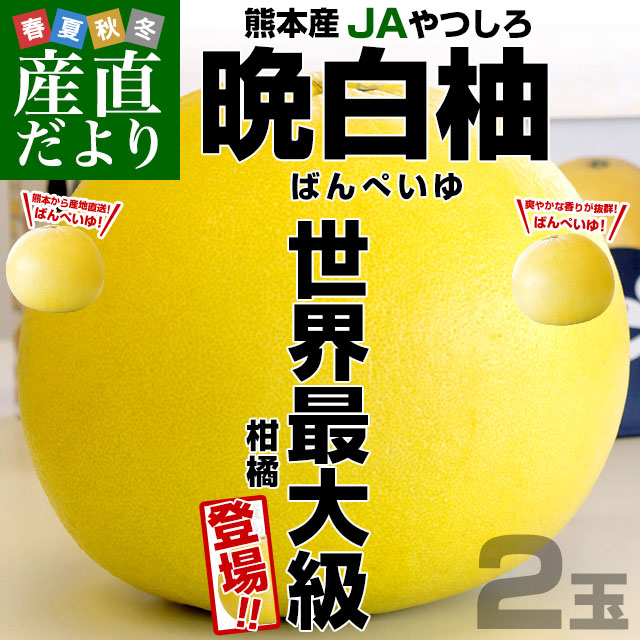 熊本産JAやつしろ 晩白柚 超大玉 2玉入り 4キロから5キロ 送料
