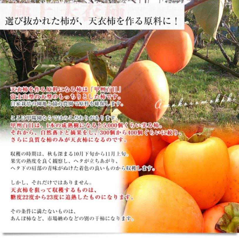 山梨県から産地直送 南アルプス市 甲陽園芸場 天衣柿（あまころもかき