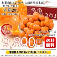 和歌山県 JAわかやま紀南地域本部 高糖度みかん「木熟201」赤無印以上