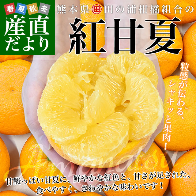 熊本県 田の浦柑橘組合 「紅甘夏」Lサイズ 約2キロ(6玉) 送料無料