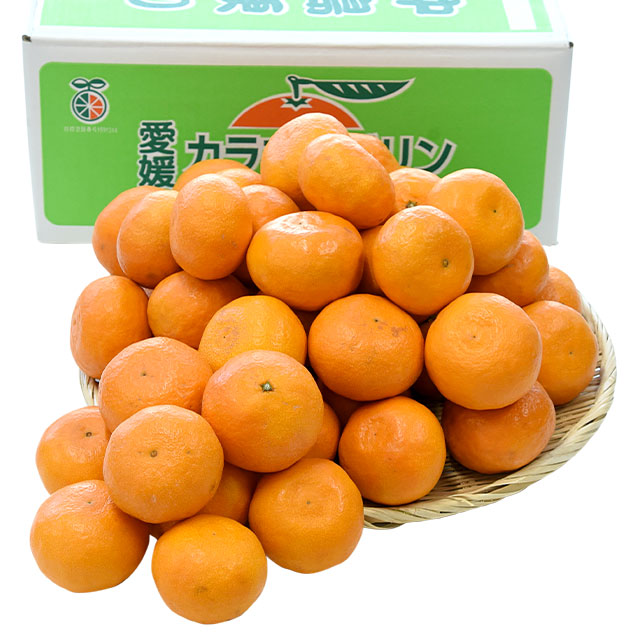 愛媛県産 JAえひめ中央 中島のカラマンダリン 青秀品 Mサイズ 約5キロ