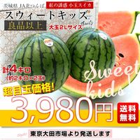 早い者勝ち　限定品　立体栽培スイカ　すいかっちゃん　L 2玉セット 生産者】スイカっちゃんの立体スイカ2L2玉: you+youくまもと 農