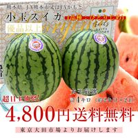 熊本県産 JA熊本市 又は JAかもと 小玉スイカ(品種：ひとりじめ) 優品