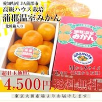 愛知県産 蒲郡温室みかん MからSサイズ 1.2キロ化粧箱 （12玉から15玉