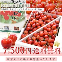 山形県産 JAみちのく村山 さくらんぼ 佐藤錦 秀品以上 大粒Lサイズ以上