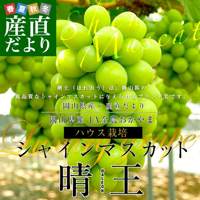 JA ϥ 㥤ޥå  Ľ 1.2(600g2˼) ̵ ƺ ֤ɤ ֥ɥ 