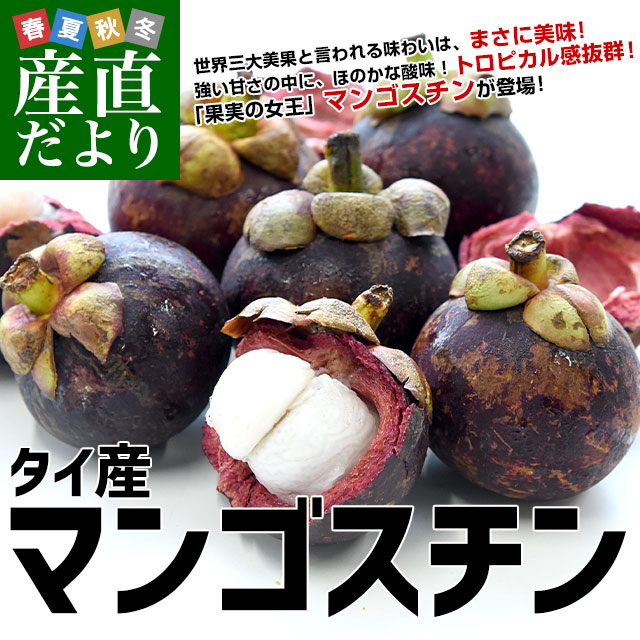 レアボリビアンマンゴスチンアチャチャイル実生苗5 ボリビアン