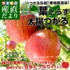 �Ŀ�����껺��ľ�� JA�Ĥ��빰�� �դȤ餺���ۤĤ��� ��3����(9�̤���13��)����󤴡���󥴡��Ӹ�