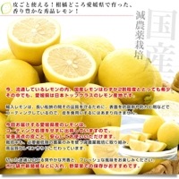 愛媛県 JAえひめ中央 レモン 秀品 Mサイズ 約2.5キロ（24玉前後）送料