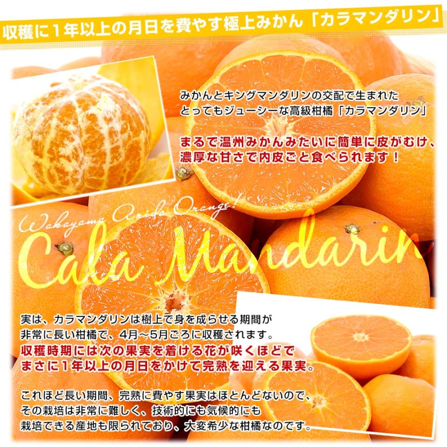 和歌山県 JAわかやま AQ選果場 カラマンダリン 青秀品 約2.5キロ 2L