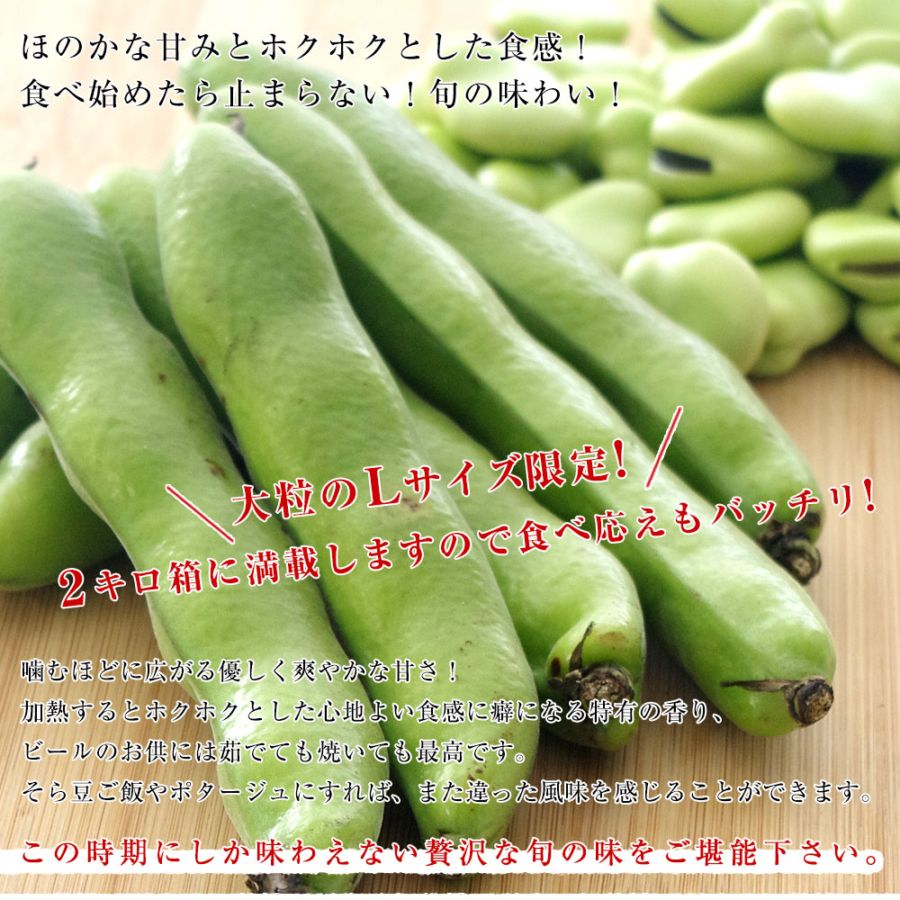 厳選産地の極上そら豆 秀品 Lサイズ 約2キロ（37本前後）送料無料
