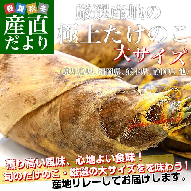 厳選産地の極上たけのこ 大サイズ 約2キロ（2本から4本前後