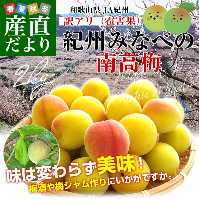 和歌山県産 JA紀州 みなべの南高梅 3Lサイズから2Lサイズ 訳アリ