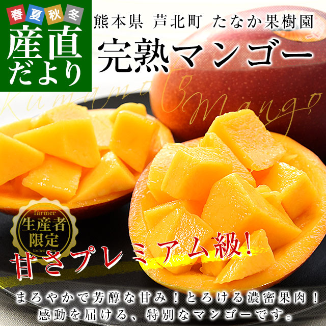 熊本県から産地直送 芦北町 たなか果樹園 完熟マンゴー 秀品 大玉2L