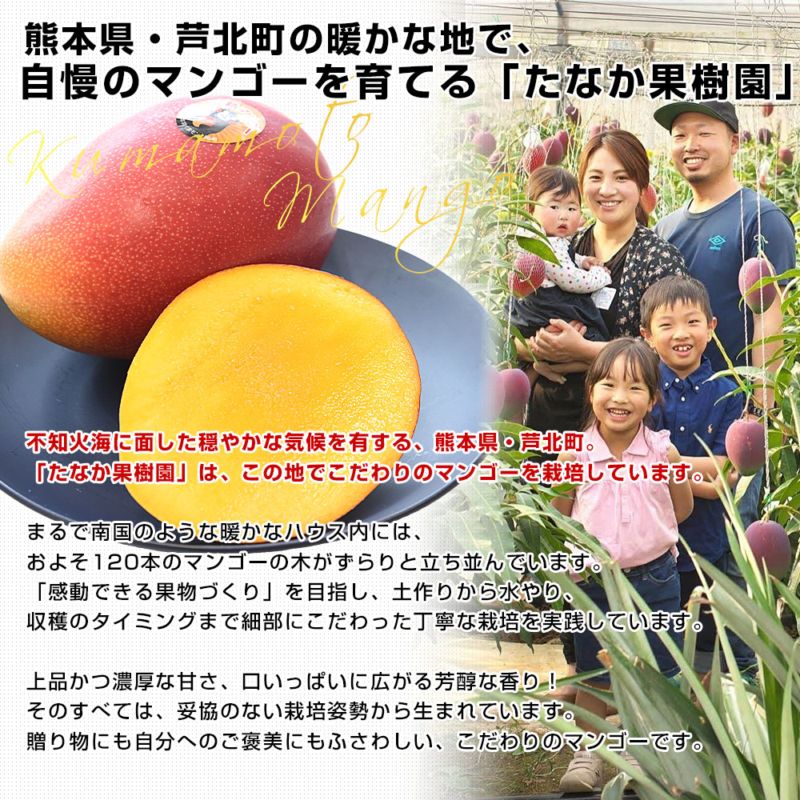 熊本県から産地直送 芦北町 たなか果樹園 完熟マンゴー 秀品 大玉2L
