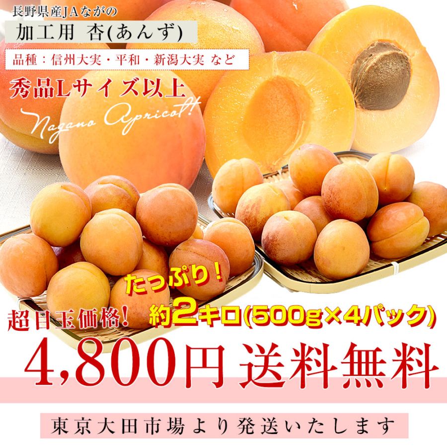 長野県産 JAながの 加工用「杏（あんず）」（品種：信州大実・平和