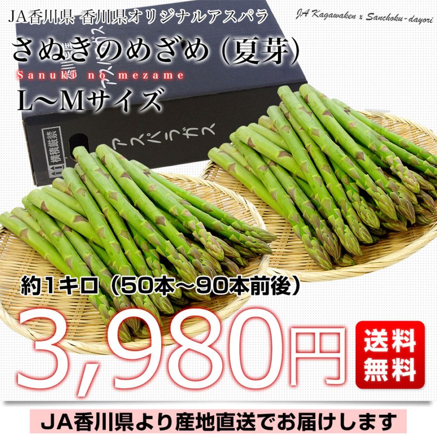 香川県より産地直送 JA香川県アスパラ さぬきのめざめ 夏芽 L
