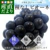 ��������껺��ľ�� JA�ե롼�Ļ��� ��ʤ��ԥ����� ���� ��˼��˼���� ����Ȣ (��550g �ߣ�˼) ����̵�� ��ƺ �֤ɤ�