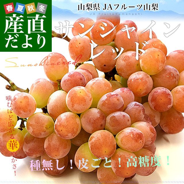 山梨県産 JAフルーツ山梨 サンシャインレッド 約1キロ（2房） 送料無料