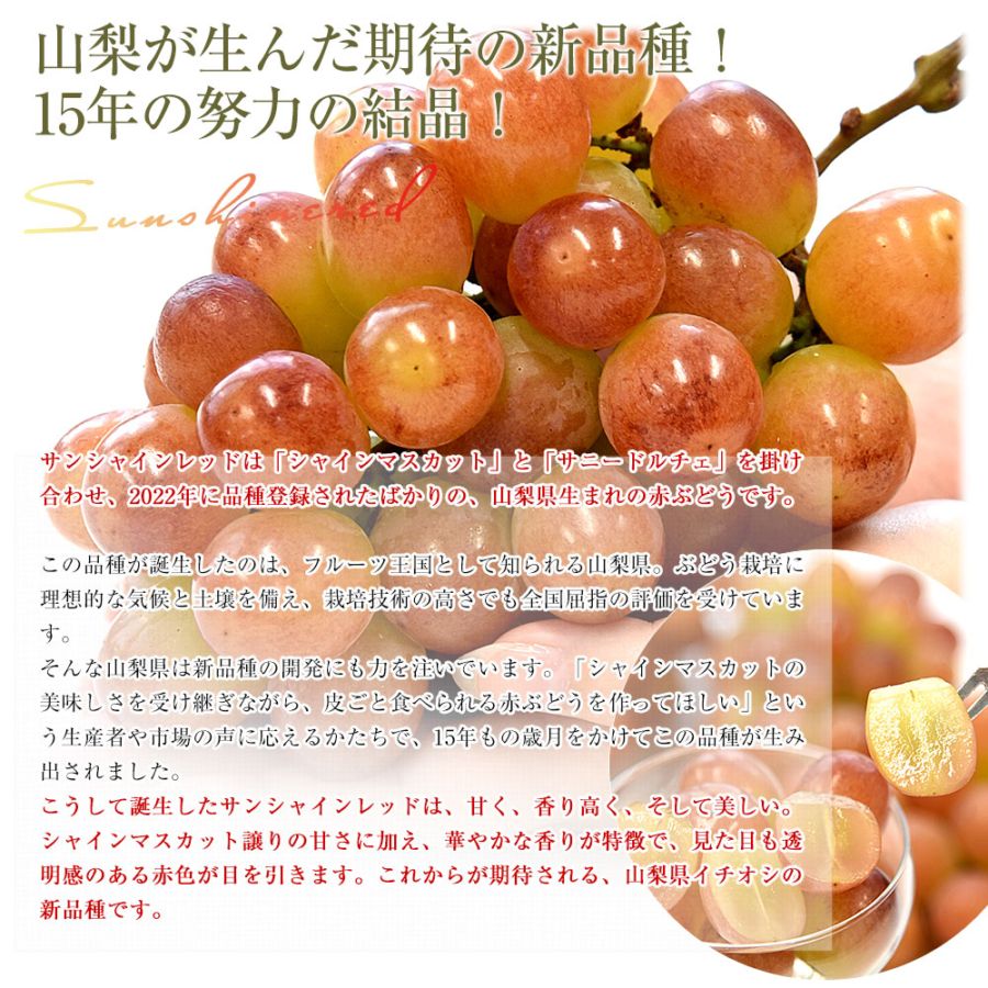 山梨県産 JAフルーツ山梨 サンシャインレッド 約1キロ（2房） 送料無料