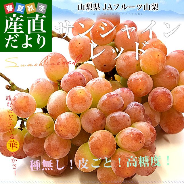 山梨県産 JAフルーツ山梨 サンシャインレッド 約1キロ（2房） 送料無料