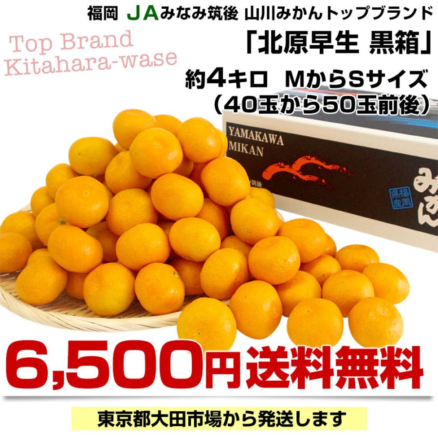 福岡県産 JAみなみ筑後 山川みかん トップブランド 北原早生 MからS