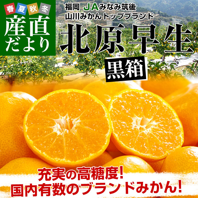 福岡県産 JAみなみ筑後 山川みかん トップブランド 北原早生 MからS