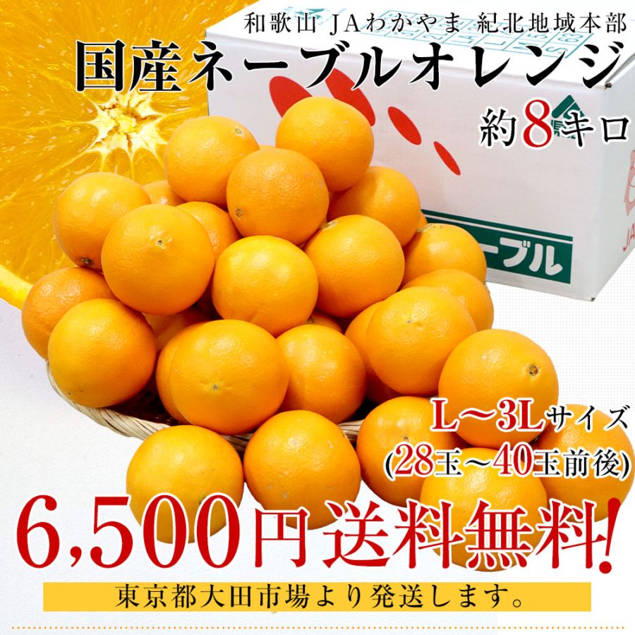 和歌山県 JAわかやま 紀北地域本部 国産ネーブルオレンジ Lから3L