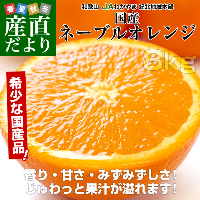 和歌山県 JAわかやま 紀北地域本部 国産ネーブルオレンジ Lから3L