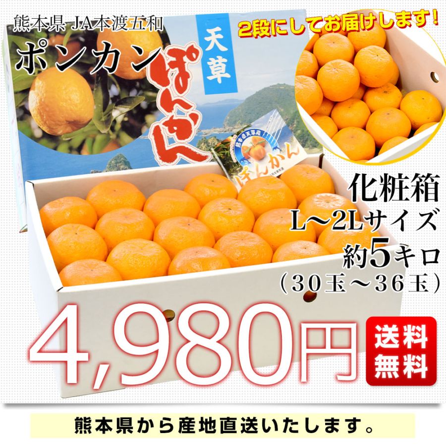 熊本県から産地直送 JA本渡五和 ポンカン 化粧箱 Lから2Lサイズ 約5
