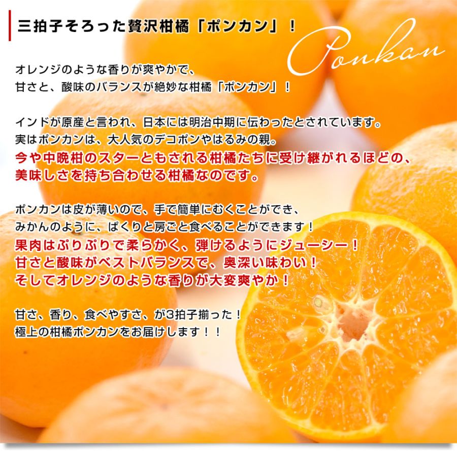 熊本県から産地直送 JA本渡五和 ポンカン 化粧箱 Lから2Lサイズ 約5
