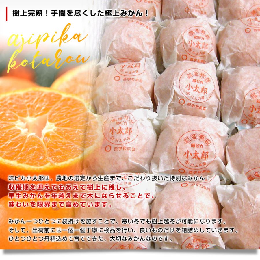 愛媛県産 JAにしうわ 川上共選 味ピカ小太郎 2.5キロ化粧箱(30個入り