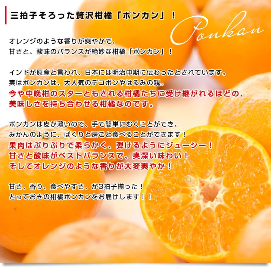 家計応援価格！】熊本県から産地直送 JA本渡五和 天草ポンカン ご家庭