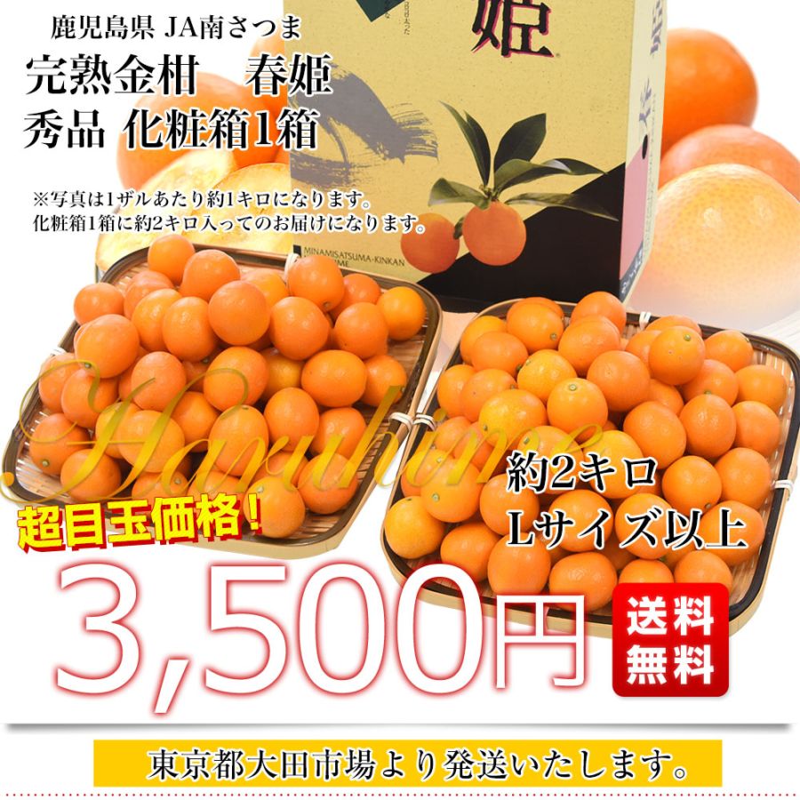 鹿児島県産 JA南さつま 完熟きんかん「春姫」秀品 化粧箱 約2キロ L