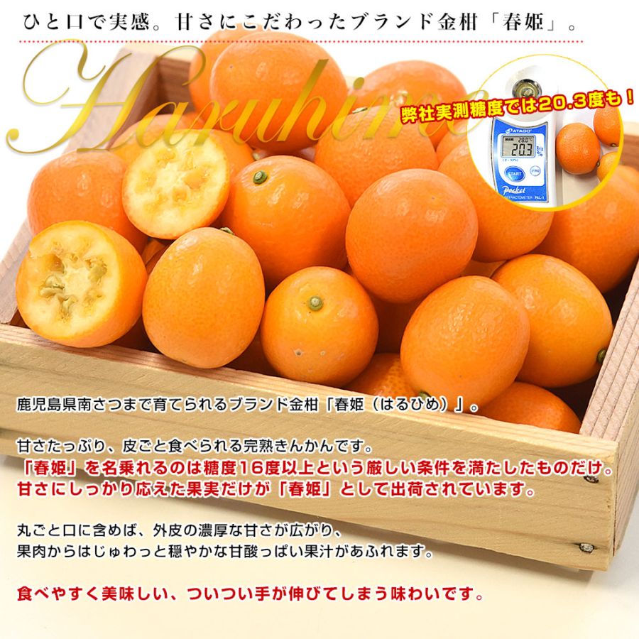 鹿児島県産 JA南さつま 完熟きんかん「春姫」秀品 化粧箱 約2キロ L