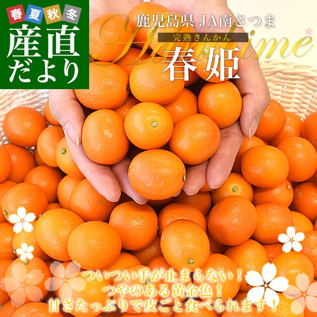 きんかん　金柑　3m 掘り起こせるかた限定　群馬県 有限会社松田農場】金柑で日本初JGAP認証農場の「完熟きんかん」今期