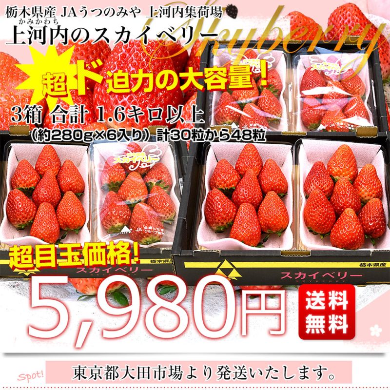 栃木県産 JAうつのみや 超盛り「上河内のスカイベリー」 たっぷり3箱