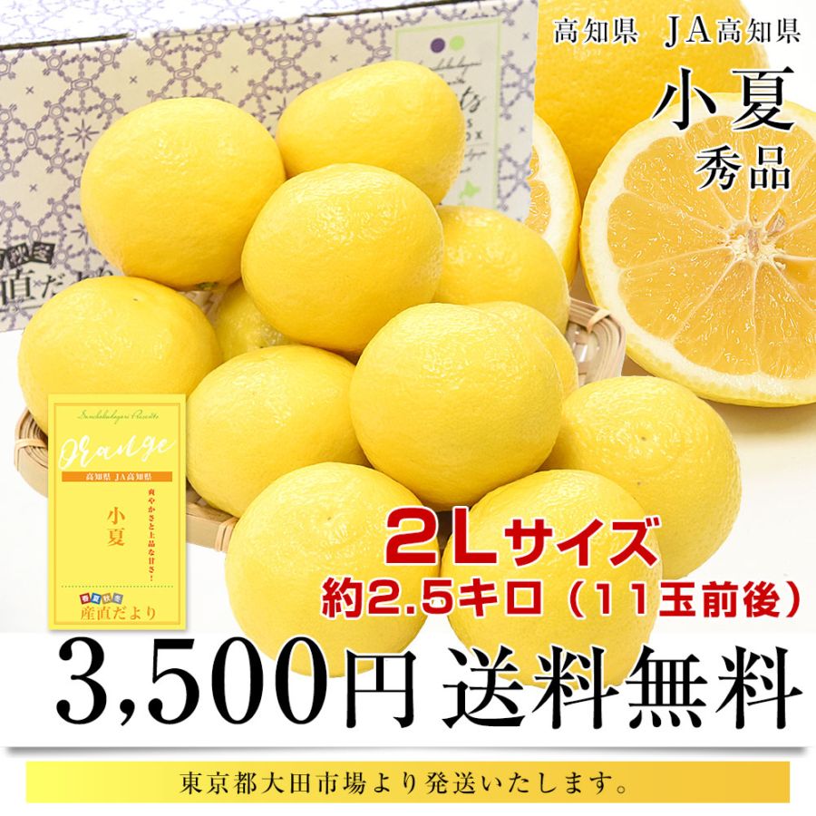 高知県産 JA高知県 小夏 秀品 約2.5キロ 2Lサイズ（11玉前後）送料無料