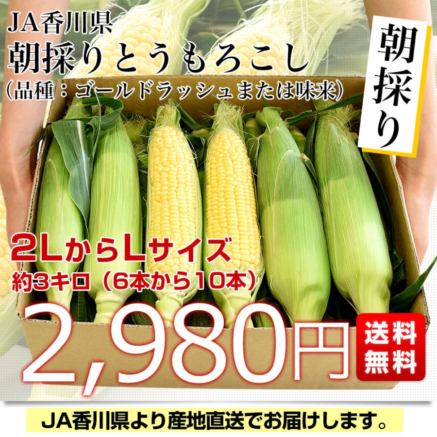 香川県より産地直送 JA香川県 朝採りとうもろこし 2LからLサイズ 約3