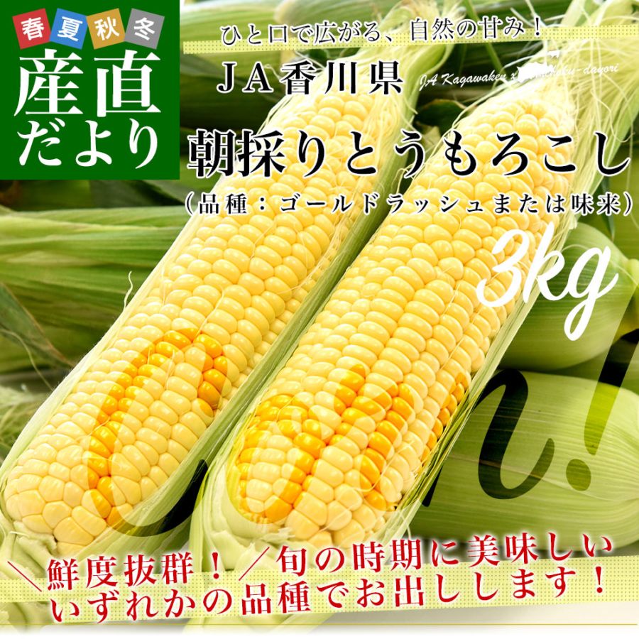とうもろこし　朝採り 産地直送 香川県より産地直送 JA香川県 朝採りとうもろこし 2LからLサイズ 約3